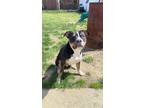 Adopt Tank a Tricolor (Tan/Brown & Black & White) American Staffordshire Terrier