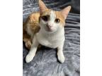 Adopt Nibbler a Orange or Red (Mostly) Domestic Shorthair / Mixed (short coat)