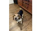 Adopt Ruby a Brown/Chocolate - with White Bluetick Coonhound / Beagle / Mixed