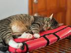 Adopt Fakwes (Fox) a Brown Tabby American Shorthair / Mixed (short coat) cat in