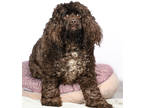 Adopt Kofi a Brown/Chocolate Cocker Spaniel / Poodle (Standard) / Mixed dog in