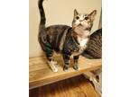 Adopt Millie a Tortoiseshell Domestic Shorthair / Mixed (short coat) cat in