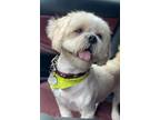 Adopt Latte a White - with Tan, Yellow or Fawn Lhasa Apso / Mixed dog in