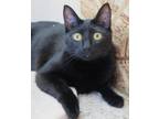 Adopt Merlot a All Black Domestic Shorthair / Mixed (short coat) cat in Coeur D