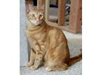 Adopt Martin a Orange or Red Tabby Domestic Shorthair / Mixed (short coat) cat