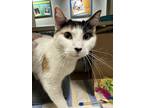 Adopt Pita Pocket a Domestic Shorthair / Mixed cat in Oakland, CA (41268864)