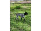 Adopt Rowan a Black - with White German Shorthaired Pointer / Mixed dog in
