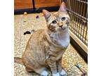 Adopt Mariah Carey a Orange or Red Domestic Shorthair / Mixed (short coat) cat