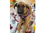 Adopt Clove - Johnston, RI a Tan/Yellow/Fawn - with Black German Shepherd Dog /