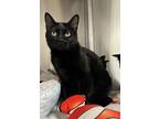 Adopt Cripsy a Domestic Shorthair / Mixed cat in Prince George, BC (41396414)
