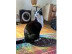 Adopt Loki a Black & White or Tuxedo Domestic Shorthair / Mixed (short coat) cat