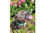 Adopt Tony a American Staffordshire Terrier / Mixed dog in Maple Ridge