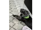 Adopt Lola a Black - with Gray or Silver Puggle / Mixed dog in Port Jefferson