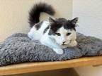 Adopt Vanilla Bean a Gray or Blue (Mostly) Domestic Mediumhair (medium coat) cat