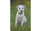 Adopt Daisy - Pascoag, RI a White - with Tan, Yellow or Fawn Labrador Retriever