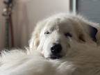 Adopt Scone a White Great Pyrenees / Mixed dog in Seattle, WA (41396422)