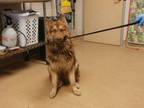 Adopt Grant - VIP a Brown/Chocolate Shepherd (Unknown Type) / Mixed dog in