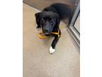 Adopt Daisy- Rescue Only a Black Flat-Coated Retriever / Mixed dog in Arlington