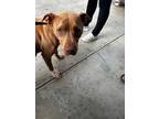 Adopt Riley- VIP a Brown/Chocolate American Pit Bull Terrier / Mixed Breed