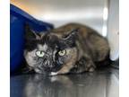 Adopt Willow a Domestic Shorthair / Mixed cat in Salmon Arm, BC (41228065)