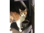 Adopt River a Calico / Mixed (short coat) cat in Fallbrook, CA (41385185)