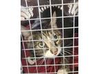 Adopt Allerno a Brown or Chocolate Domestic Shorthair cat in Kingman
