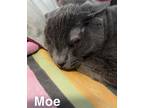 Adopt Moe a Gray or Blue Domestic Shorthair cat in Kingman, AZ (41396144)