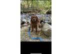 Adopt Charlie a Brown/Chocolate Cavapoo / Mixed dog in Cary, NC (41295069)