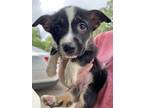 Adopt Cupcake a Black Corgi / Mixed dog in Santa Fe, TX (41328328)