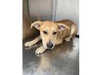 Adopt Apple a Tan/Yellow/Fawn Carolina Dog / Mixed dog in Fort Worth