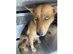 Adopt Ocean a Tan/Yellow/Fawn German Shepherd Dog / Mixed dog in Fort Worth