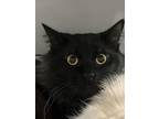 Adopt Mese a All Black Domestic Mediumhair / Mixed Breed (Medium) / Mixed