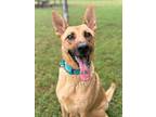 Adopt Belle a Brown/Chocolate Shepherd (Unknown Type) / Mixed Breed (Medium) /