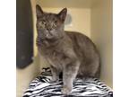 Adopt Mouse a Gray or Blue Domestic Shorthair / Mixed Breed (Medium) / Mixed