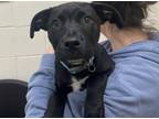 Adopt Hallie a Black Labrador Retriever / Mixed dog in Boulder, CO (41396054)