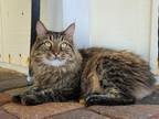 Adopt Honey a Brown Tabby Manx / Mixed (long coat) cat in Jacksonville