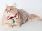 Adopt GEORGE a Orange or Red Domestic Mediumhair / Mixed (medium coat) cat in