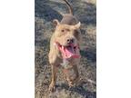 Adopt 2311-0478 Pilgrim a Mixed Breed (Medium) / Mixed dog in Virginia Beach