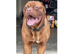 Adopt Ragnar a Brown/Chocolate Dogue de Bordeaux / Mixed dog in Laurel