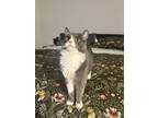 Adopt Beans a Gray or Blue Domestic Mediumhair / Mixed (medium coat) cat in Los