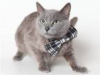 Adopt OPAL a Gray or Blue Domestic Mediumhair / Mixed (medium coat) cat in