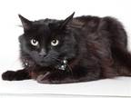 Adopt JUPITER a All Black Domestic Mediumhair / Mixed (medium coat) cat in