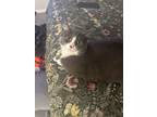 Adopt Frank a Gray or Blue Domestic Mediumhair / Mixed (medium coat) cat in Los