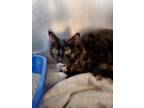Adopt Ginny a All Black Domestic Shorthair / Domestic Shorthair / Mixed cat in