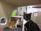 Adopt MAX a Orange or Red Domestic Mediumhair / Mixed (medium coat) cat in