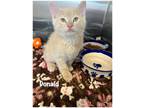 Adopt Donald a Domestic Shorthair / Mixed (short coat) cat in Fallbrook