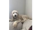 Adopt Nala a Tan/Yellow/Fawn - with White Goldendoodle / Mixed dog in San