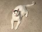 Adopt Sam a White Domestic Mediumhair / Mixed (medium coat) cat in Charlotte