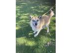Adopt Loba a Brindle Husky / Mixed dog in Oceanside, CA (41395951)