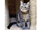 Adopt Charlie a Gray, Blue or Silver Tabby Domestic Shorthair / Mixed (short